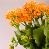 Kalanchoe extract - Exodermin Composition