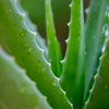 Aloe leaf extract - Exodermin Composition 